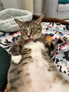 Magnolia - in FOSTER