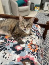 Magnolia - in FOSTER