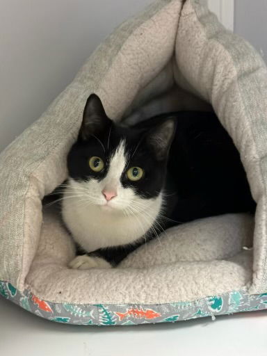 Penguin (In foster)