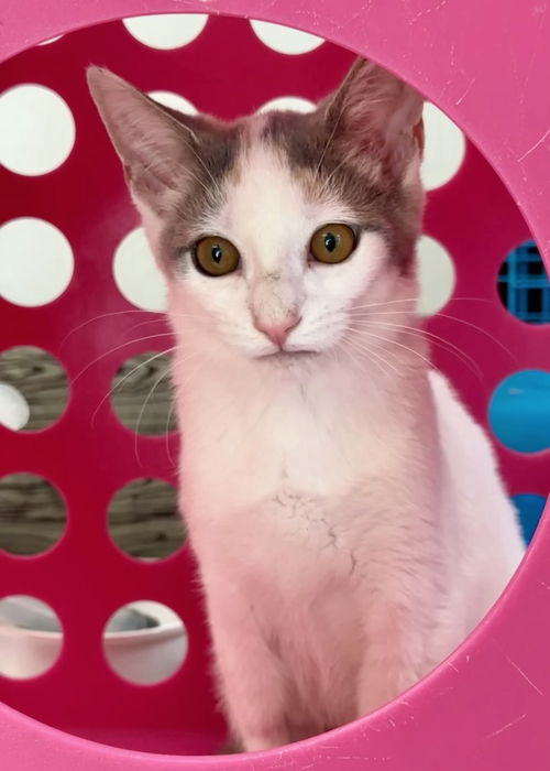 Dapple (kitten)