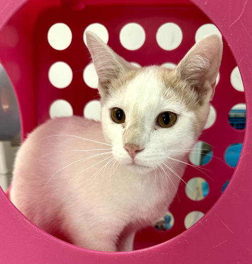 Speck (kitten)