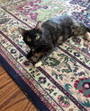 Lailah (FIV+)