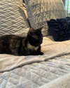Lailah (FIV+)