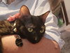 Lailah (FIV+)