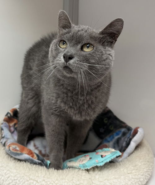 Stewie (senior)