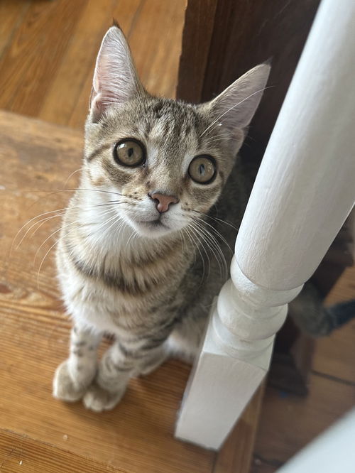 Croissant - KITTEN in foster
