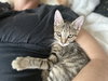 Croissant - KITTEN