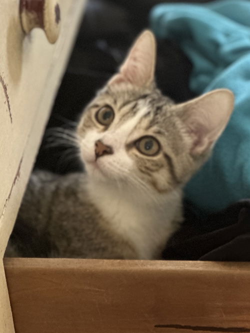 Scone - KITTEN in foster