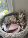 Scone - KITTEN in foster