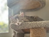 Scone - KITTEN in foster