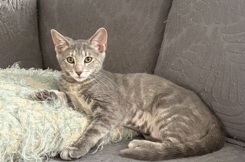 Becca - KITTEN in foster