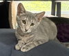 Becca - KITTEN in foster