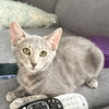 Becca - KITTEN in foster
