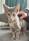 Becca - KITTEN in foster
