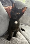 Glenn - KITTEN in foster