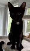 Glenn - KITTEN in foster