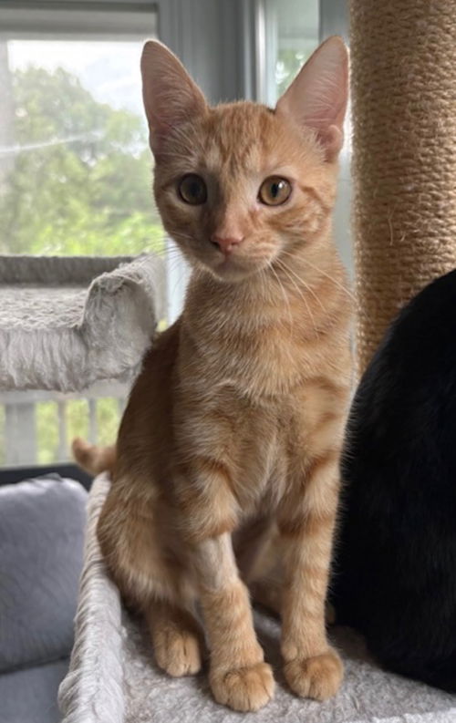 Hayden - KITTEN in foster