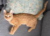 Hayden - KITTEN in foster