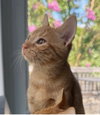 Hayden - KITTEN in foster