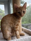 Hayden - KITTEN in foster