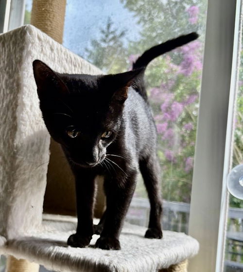 Irwin - KITTEN in foster