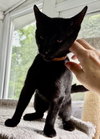 Irwin - KITTEN in foster