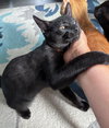 Irwin - KITTEN in foster