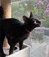 Irwin - KITTEN in foster