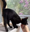 Irwin - KITTEN in foster