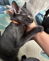 Irwin - KITTEN in foster