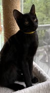 Kensington - KITTEN in foster
