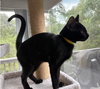 Kensington - KITTEN in foster