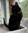 Kensington - KITTEN in foster