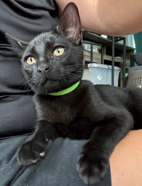 Miazaki - KITTEN in foster