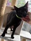 Miazaki - KITTEN in foster