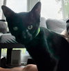 Miazaki - KITTEN in foster