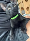 Miazaki - KITTEN in foster