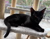 Miazaki - KITTEN in foster