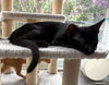 Miazaki - KITTEN in foster