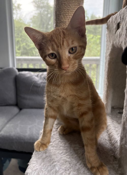 Palmer - KITTEN in foster