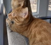 Palmer - KITTEN in foster