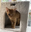 Palmer - KITTEN in foster