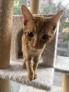 Palmer - KITTEN in foster
