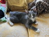 Clairee - KITTEN