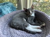 Clairee - KITTEN