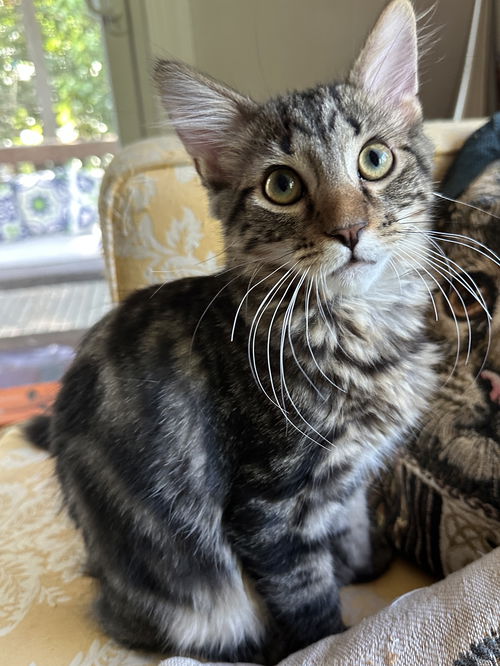 Steel - KITTEN in foster