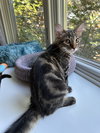 Steel - KITTEN in foster