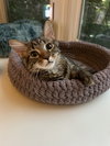 Steel - KITTEN in foster