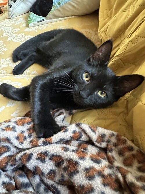 Jackson - KITTEN in foster