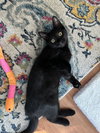 Jackson - KITTEN